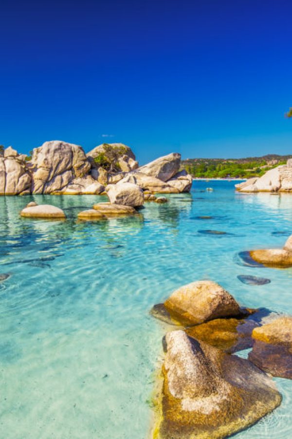 Famous pine tree on Palombaggia beach with azure clear water and sandy beach on the south part of Corsica, France